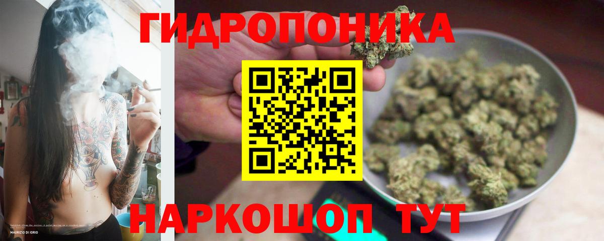 Конопля сатива Родники